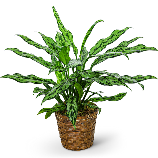 Chinese Evergreen Plant