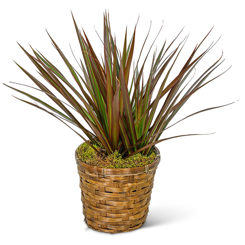 Dracaena Marginata in a Basket