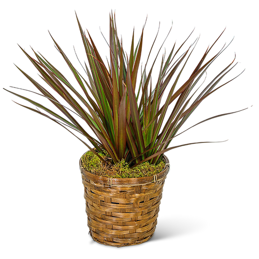 Dracaena Marginata in a Basket