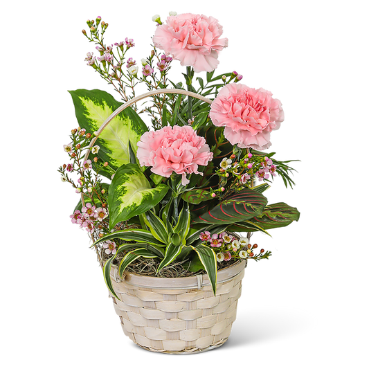 Dish Garden with Pink Florals