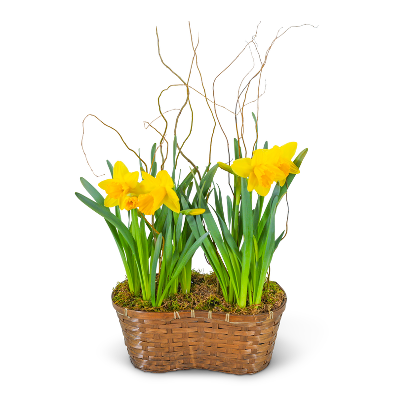 Double Daffodil Basket
