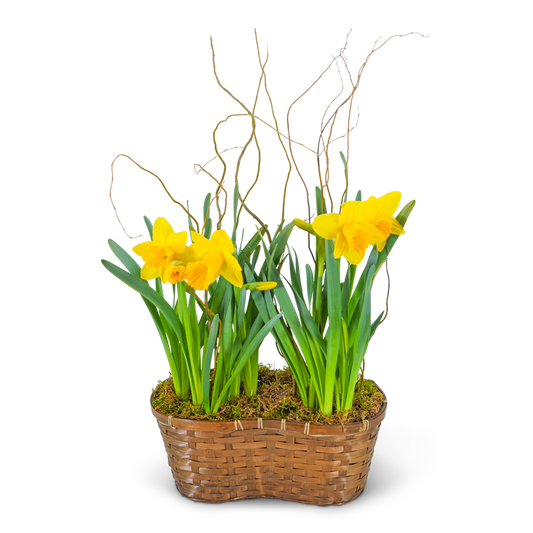 Double Daffodil Basket