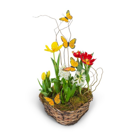Blooming Bulbs with Butterflies