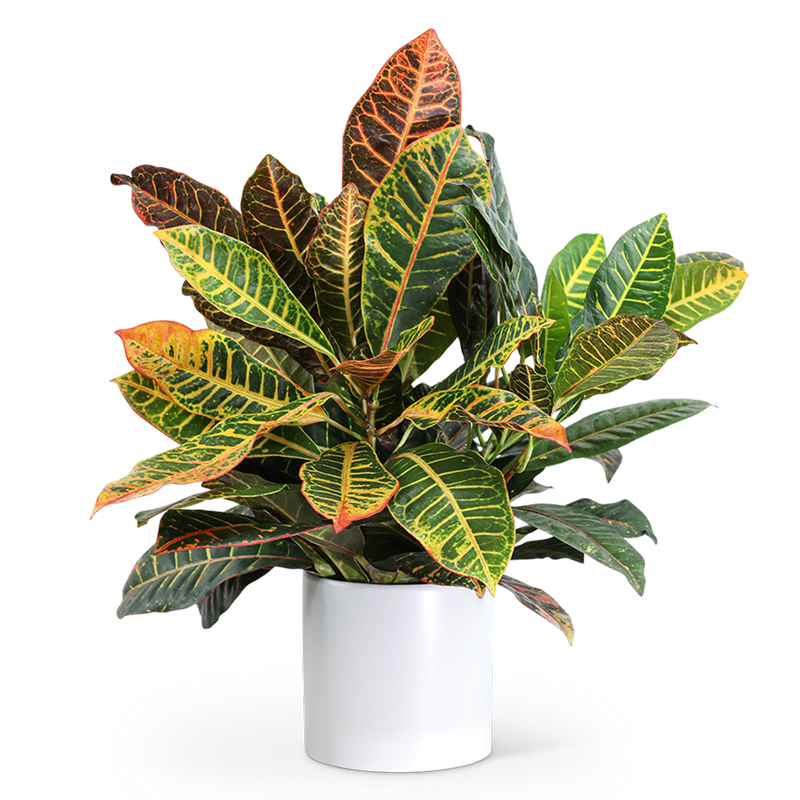 Croton Petra Plant