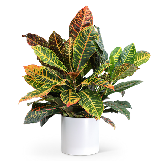 Croton Petra Plant