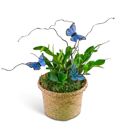 Zanzibar Gem Plant with Blue Butterflies