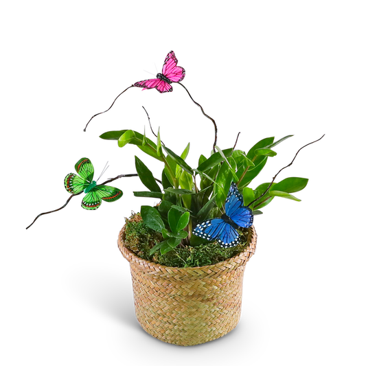 Zanzibar Gem Plant with Butterfly Accents