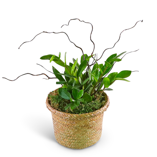 ZanGem Plant in Basket
