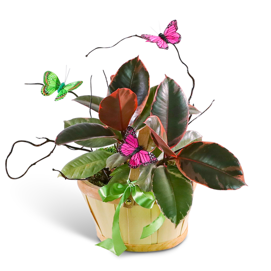Variegated Rubber Tree Plant with Spring Accents