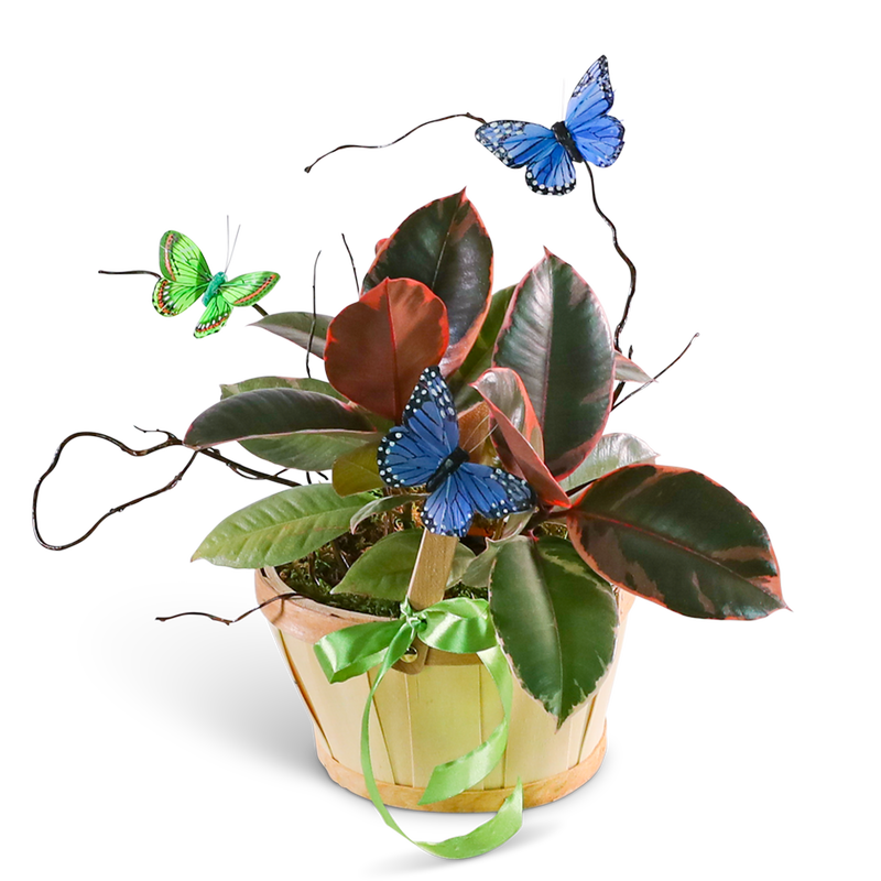 Variegated Rubber Tree Plant with Butterflies