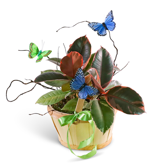 Variegated Rubber Tree Plant with Butterflies