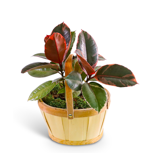 Variegated Rubber Tree Plant