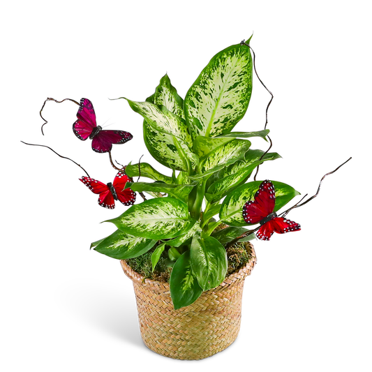 Dieffenbachia Plant with Spring Accents