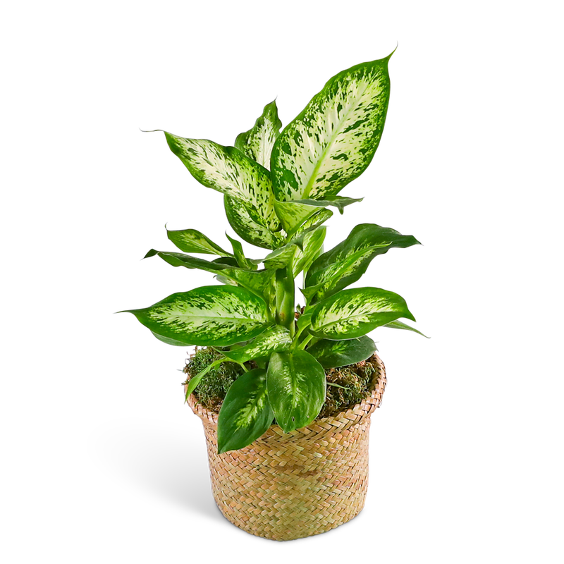 Dieffenbachia Plant