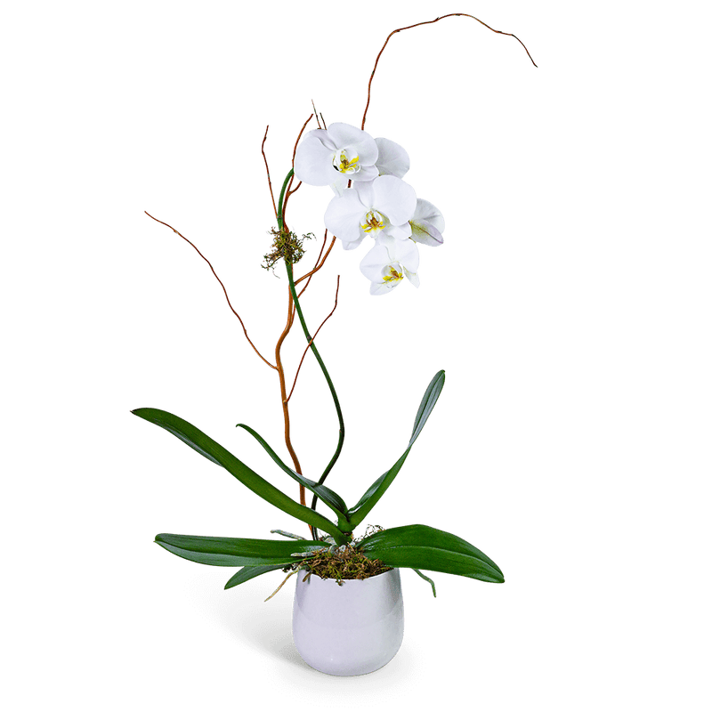 Whispering Phalaenopsis Orchid