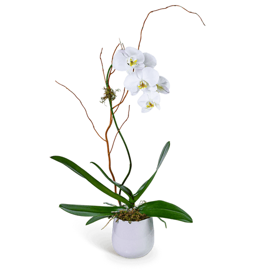 Whispering Phalaenopsis Orchid