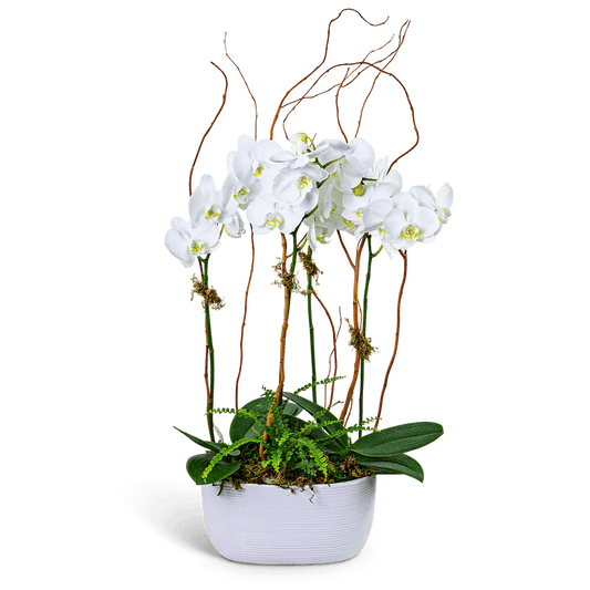Fifth Avenue Triple Orchid