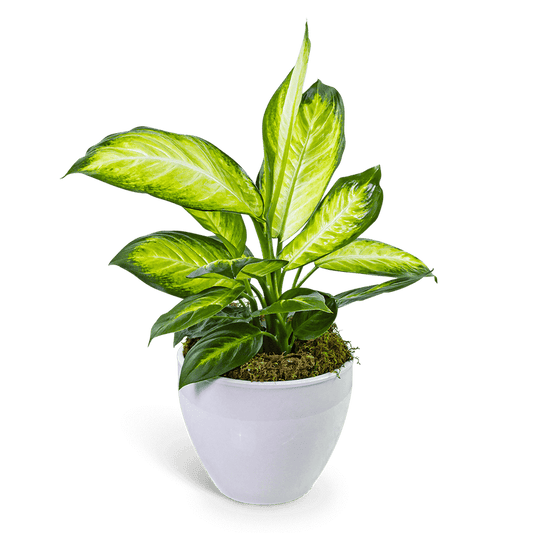 Dieffenbachia Plant in Ceramic