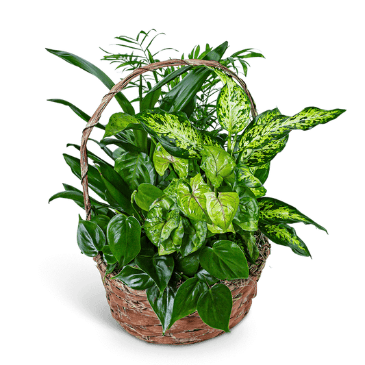 Verdant Dish Garden