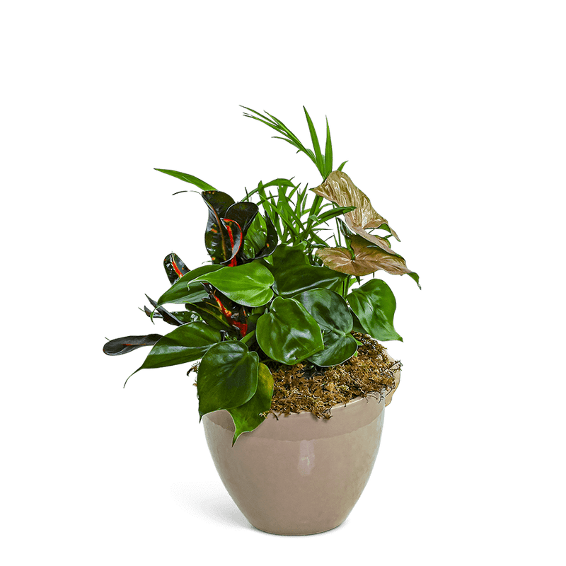 Dish Garden in Taupe Ceramic