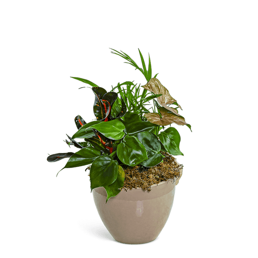 Dish Garden in Taupe Ceramic