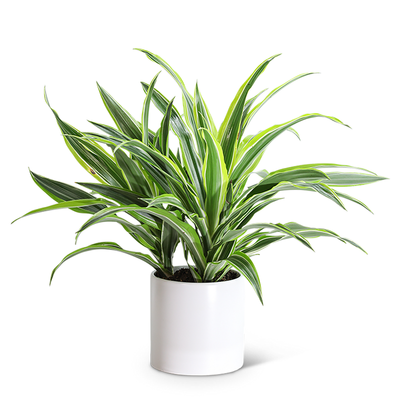 Dracaena Lemon Lime Plant