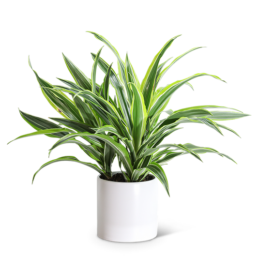 Dracaena Lemon Lime Plant