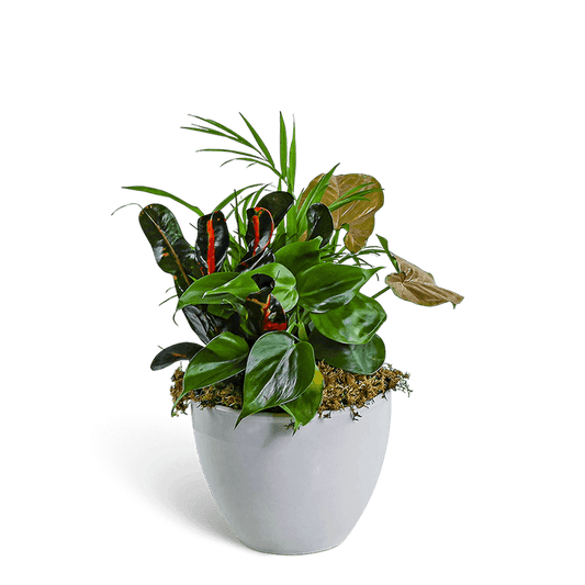 Dish Garden in Gray Ceramic