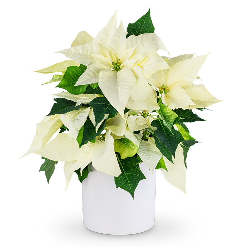 White Poinsettia Plant