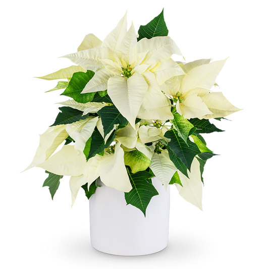 White Poinsettia Plant