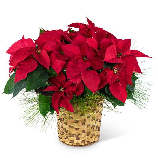 Red Poinsettia Basket