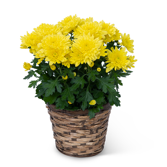 Yellow Chrysanthemum Plant