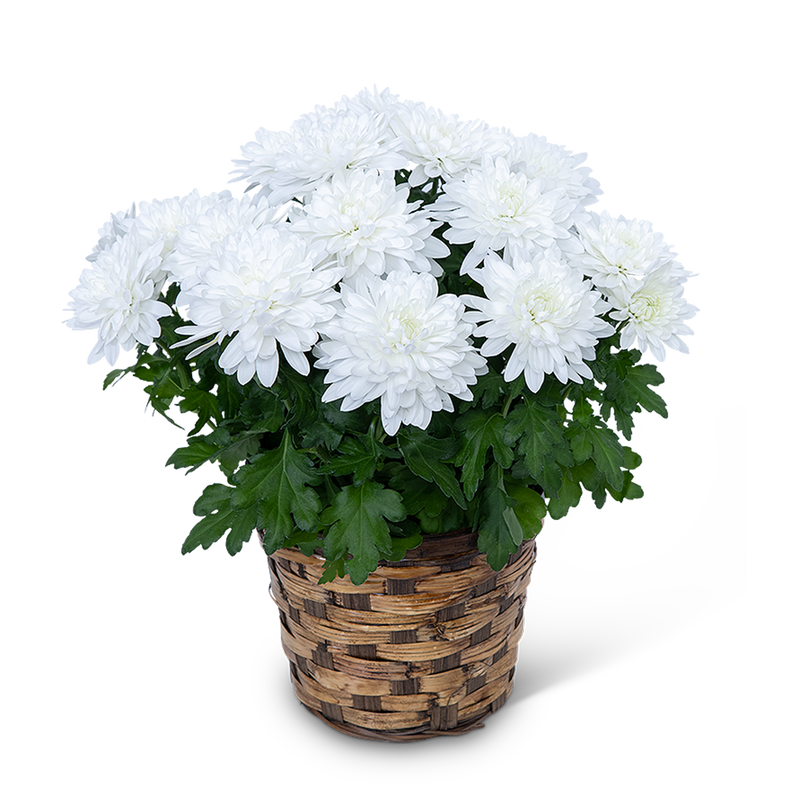 White Chrysanthemum Plant