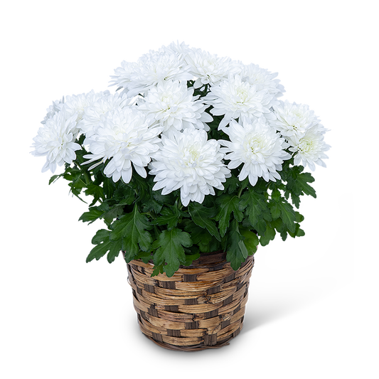 White Chrysanthemum Plant