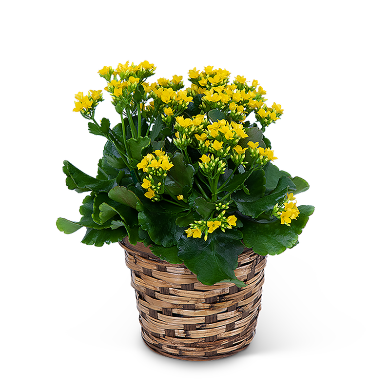 Yellow Kalanchoe Plant