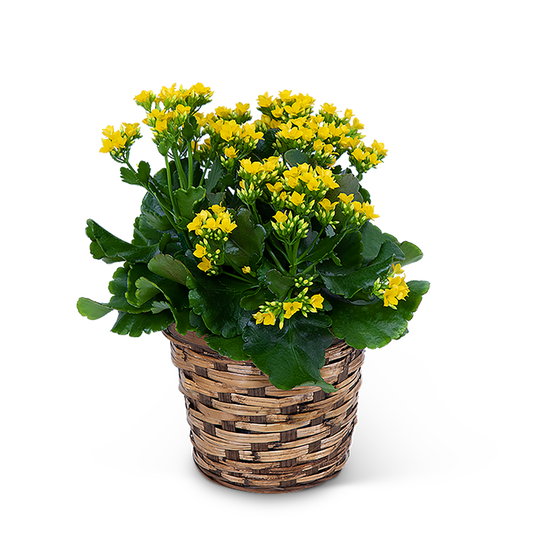 Yellow Kalanchoe Plant