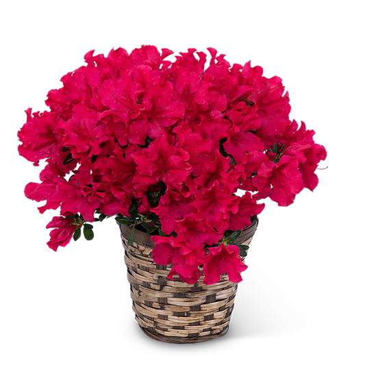 Azalea Plant