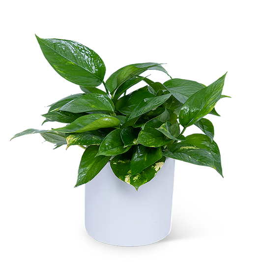 Pothos Plant