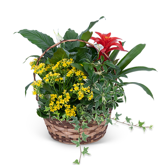Blooming Dish Garden
