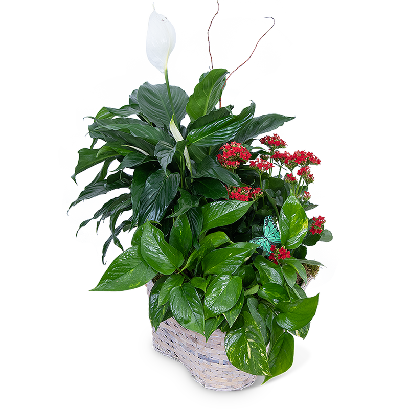 Verdant Basket