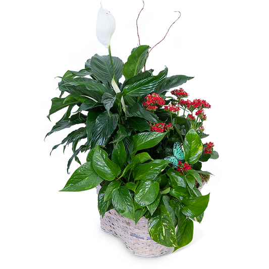 Verdant Basket