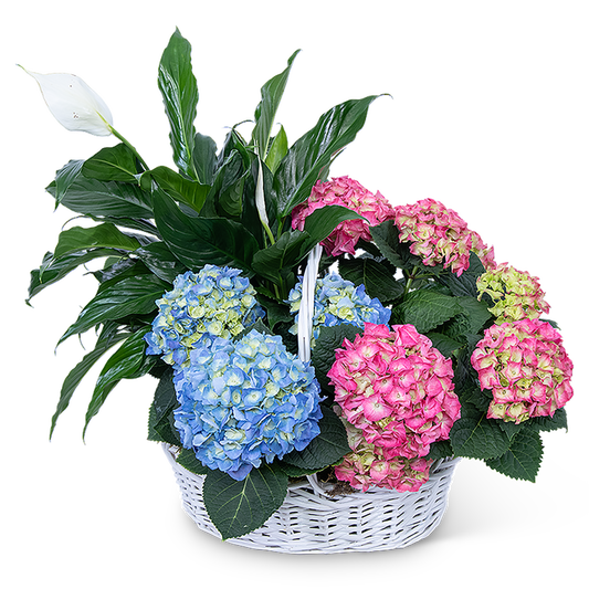 Bountiful Basket