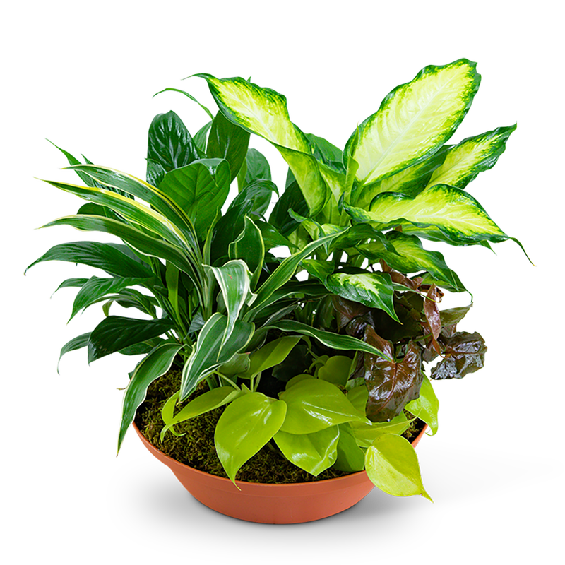 Tropics in Terracotta