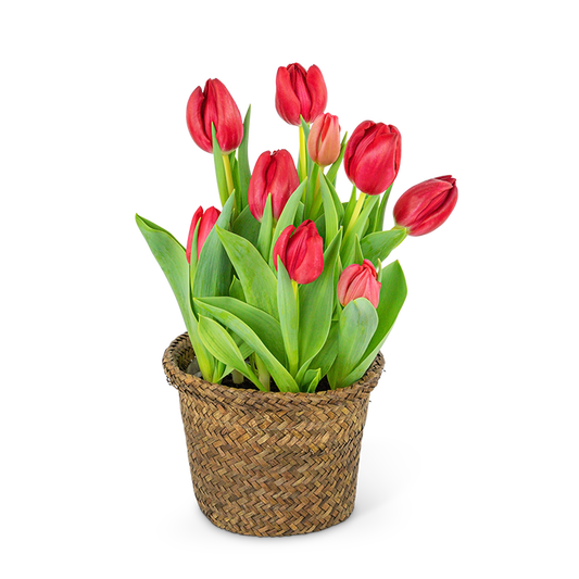 Potted Tulip Plant