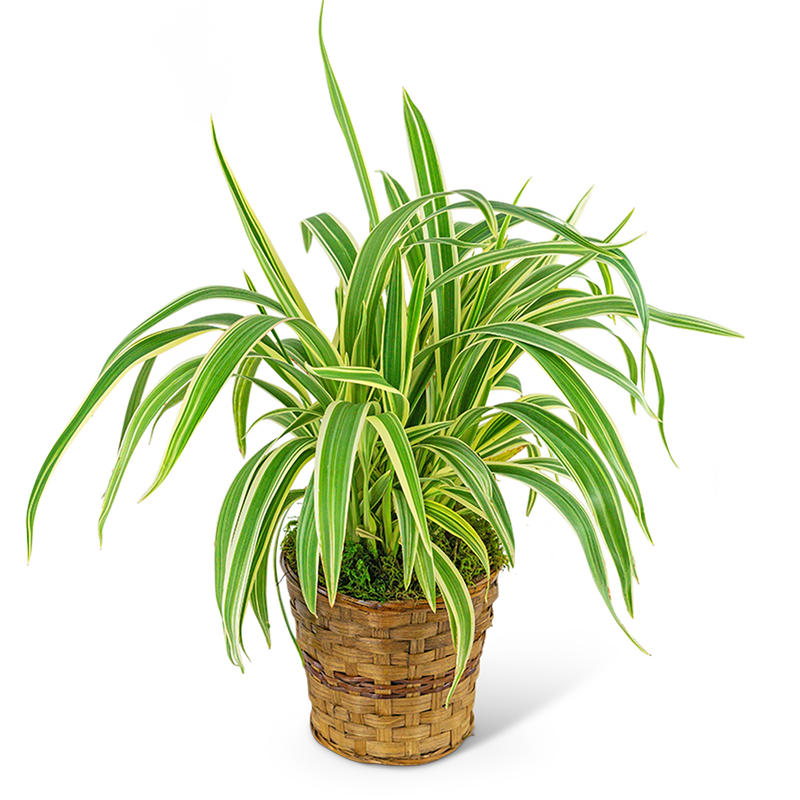 Flax Lily Plant in Basket