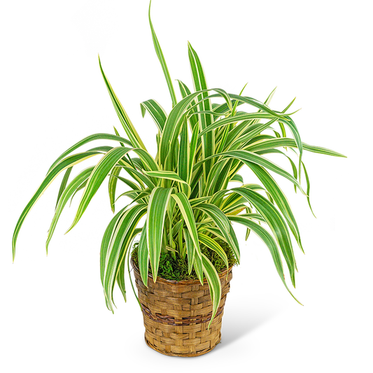 Flax Lily Plant in Basket