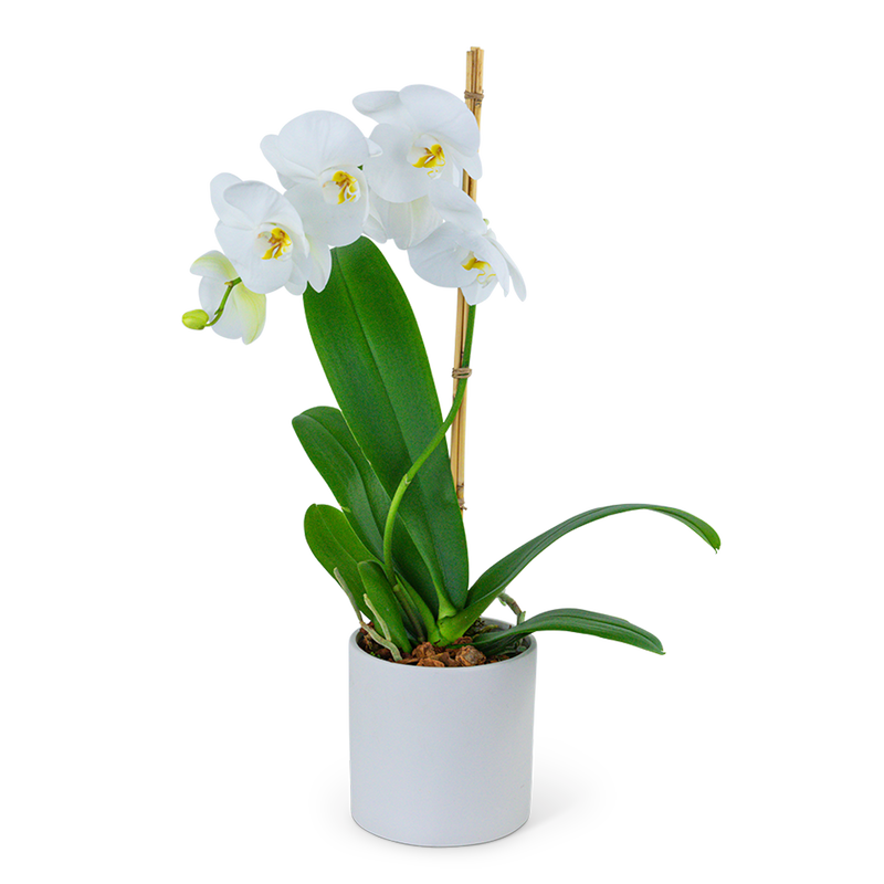 White Orchid Plant