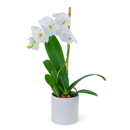White Orchid Plant