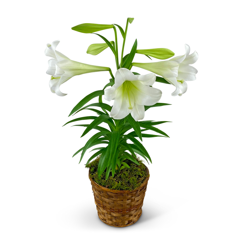 Easter Lily Plant in Basket