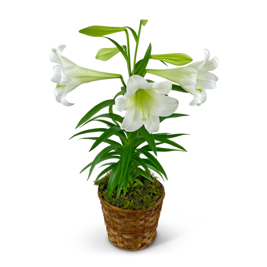 Easter Lily Plant in Basket